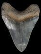 Serrated, Fossil Megalodon Tooth - Georgia #45111-1